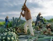 a group of men harvesting agave