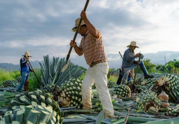 a group of men harvesting agave